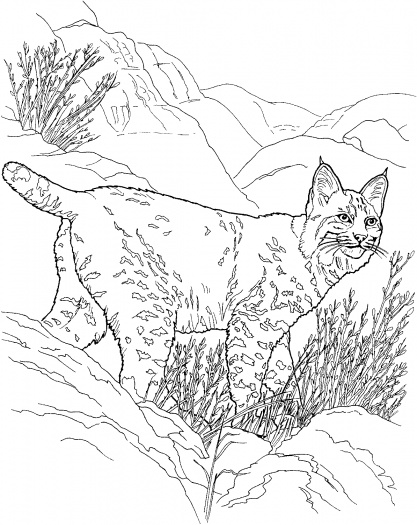 coloriage lynx dans sa montagne